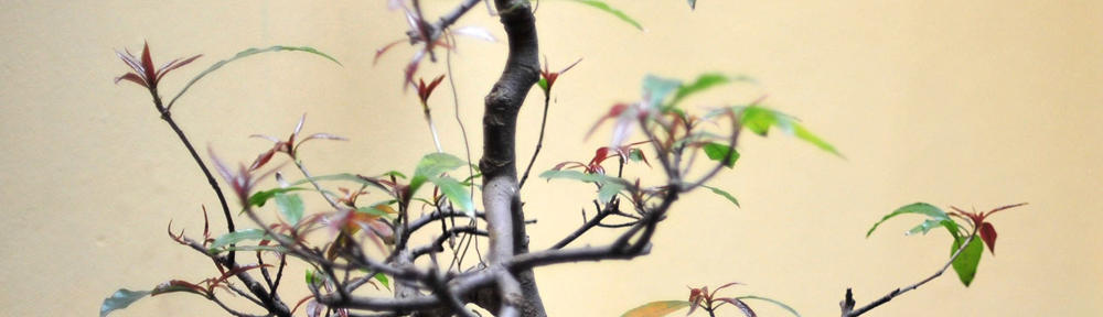 丹波篠山市立　八上小学校・幼稚園