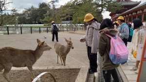 東大寺の鹿と