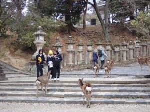 鹿が寄ってくる