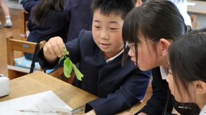 幼虫を触ってみる