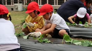 幼稚園の子に植え方を教える男児