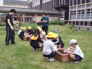 山の芋種芋を植えている