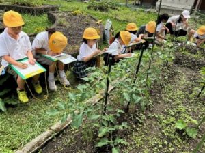 2年生野菜の観察