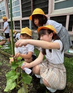 野菜の高さを測る