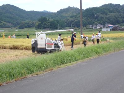 刈った稲をコンバインまで運ぶ