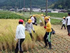 勝った稲を運ぶ
