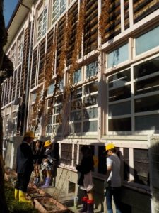 山の芋を掘る前